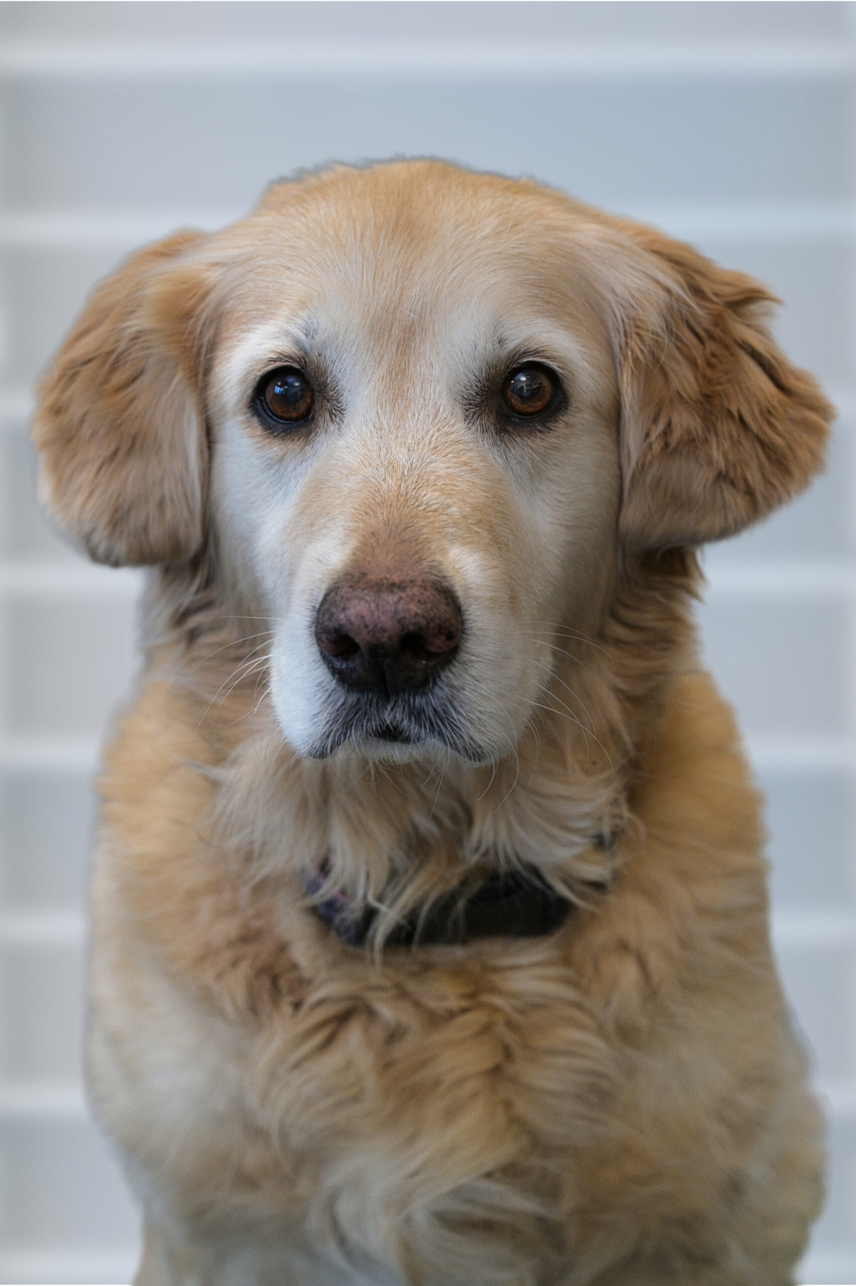 tiergestütze Therapie