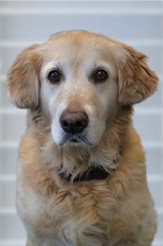 Tiergestütze Therapie mit Sunny Ergotherapie Darmstadt